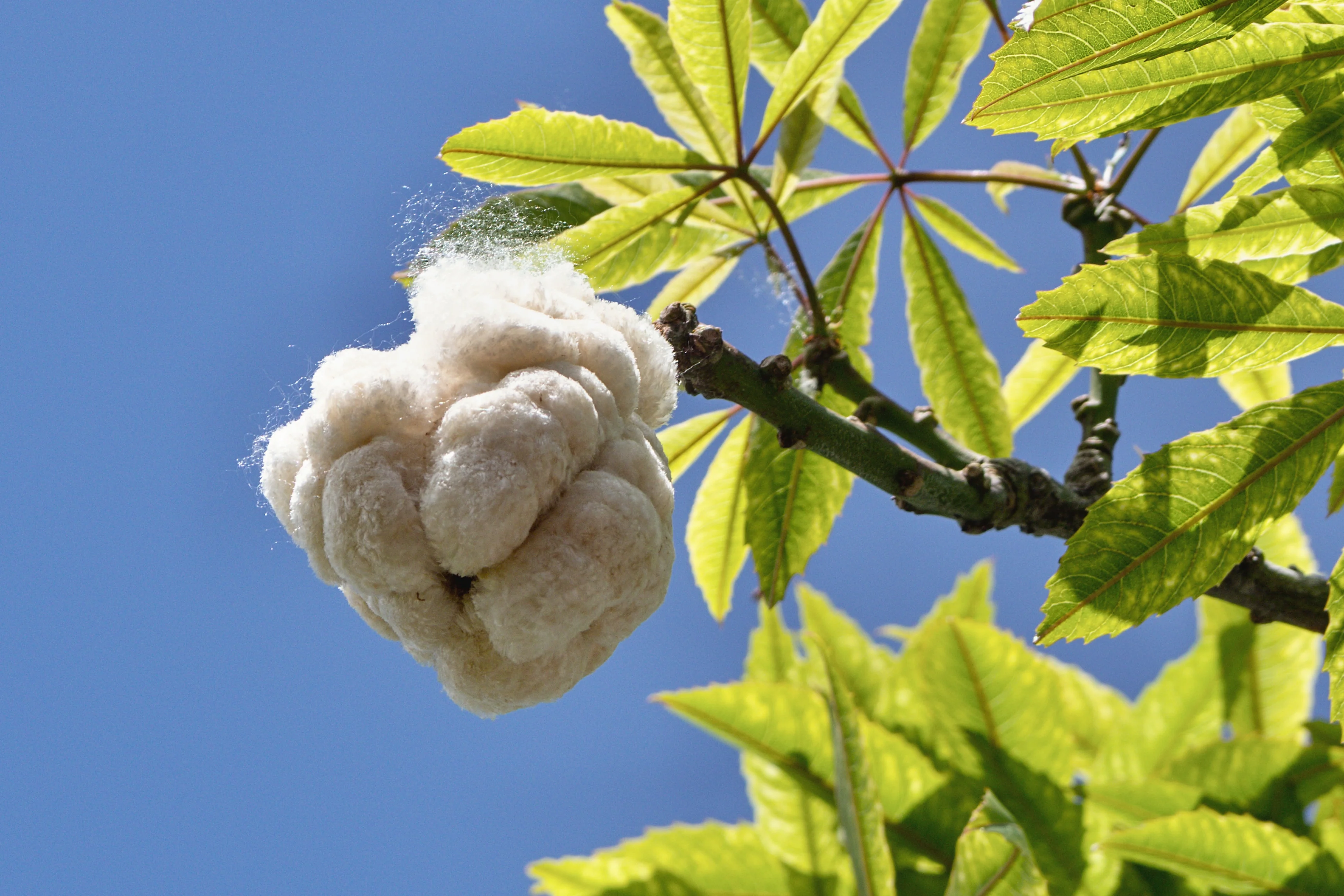 Ceiba pentandra kapok tree in tropical forest ecosystem, East Java Indonesia — Loop Farms origin