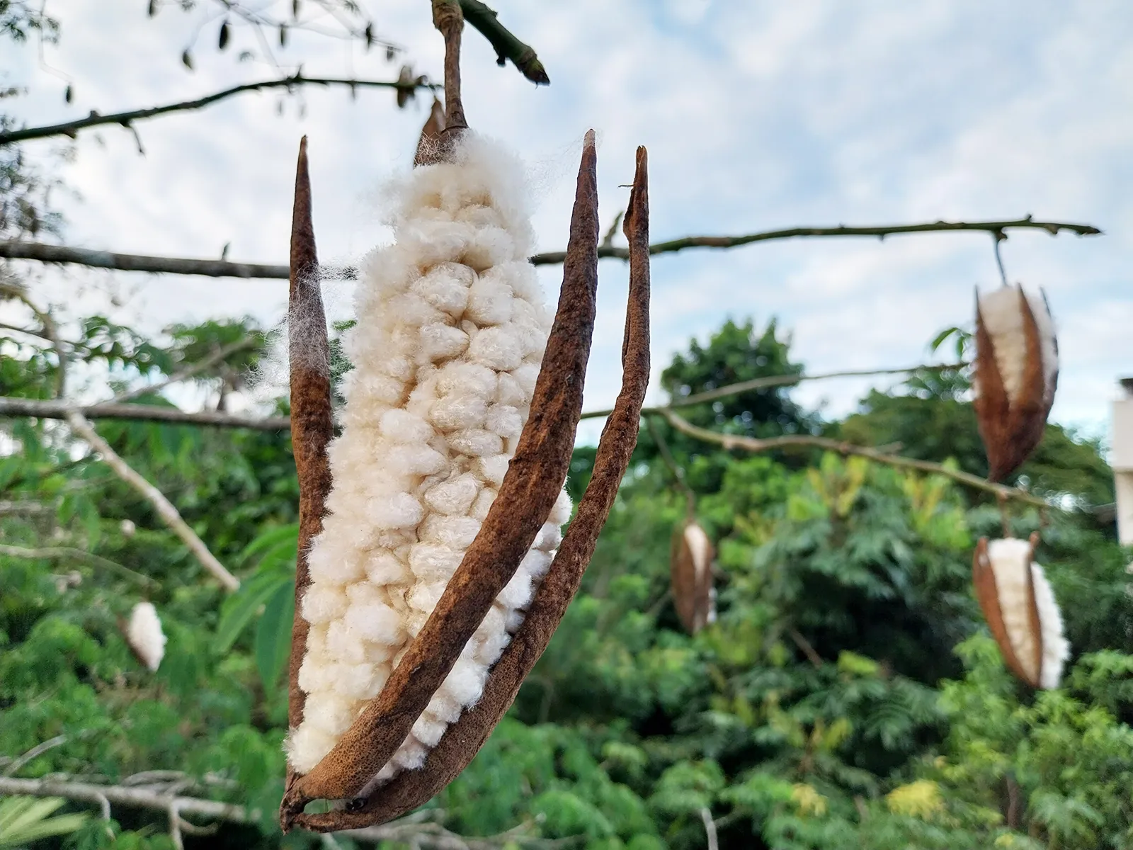 Kapok seed pods on Ceiba pentandra tree — natural source of sustainable bulk kapok fiber from East Java Indonesia